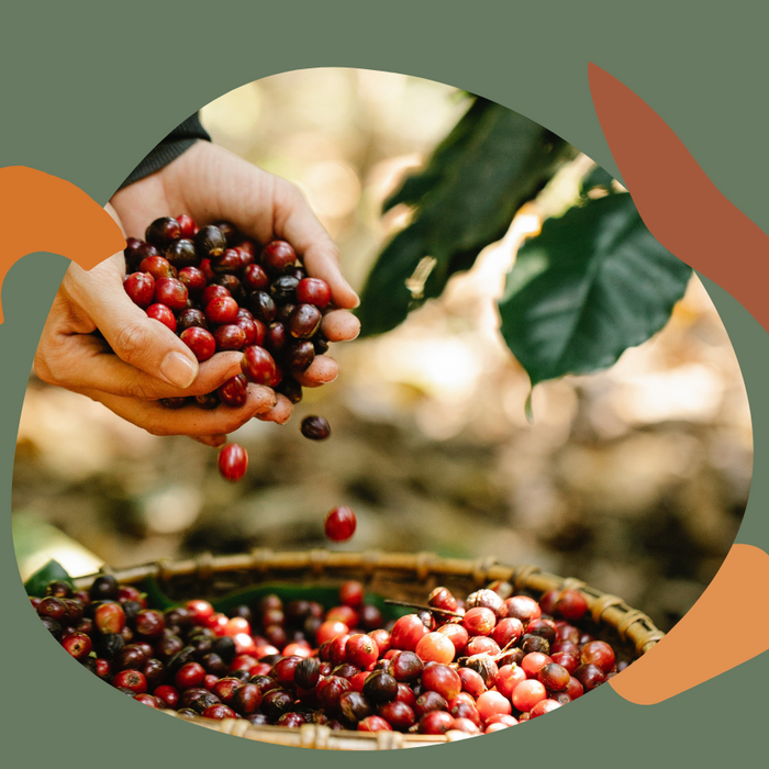 適合咖啡新手 - 咖啡豆品種你認識哪種?